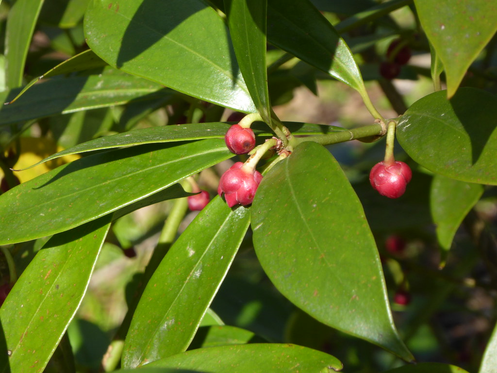 Illicium micranthum